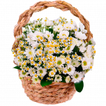 Композиция "Лучик"